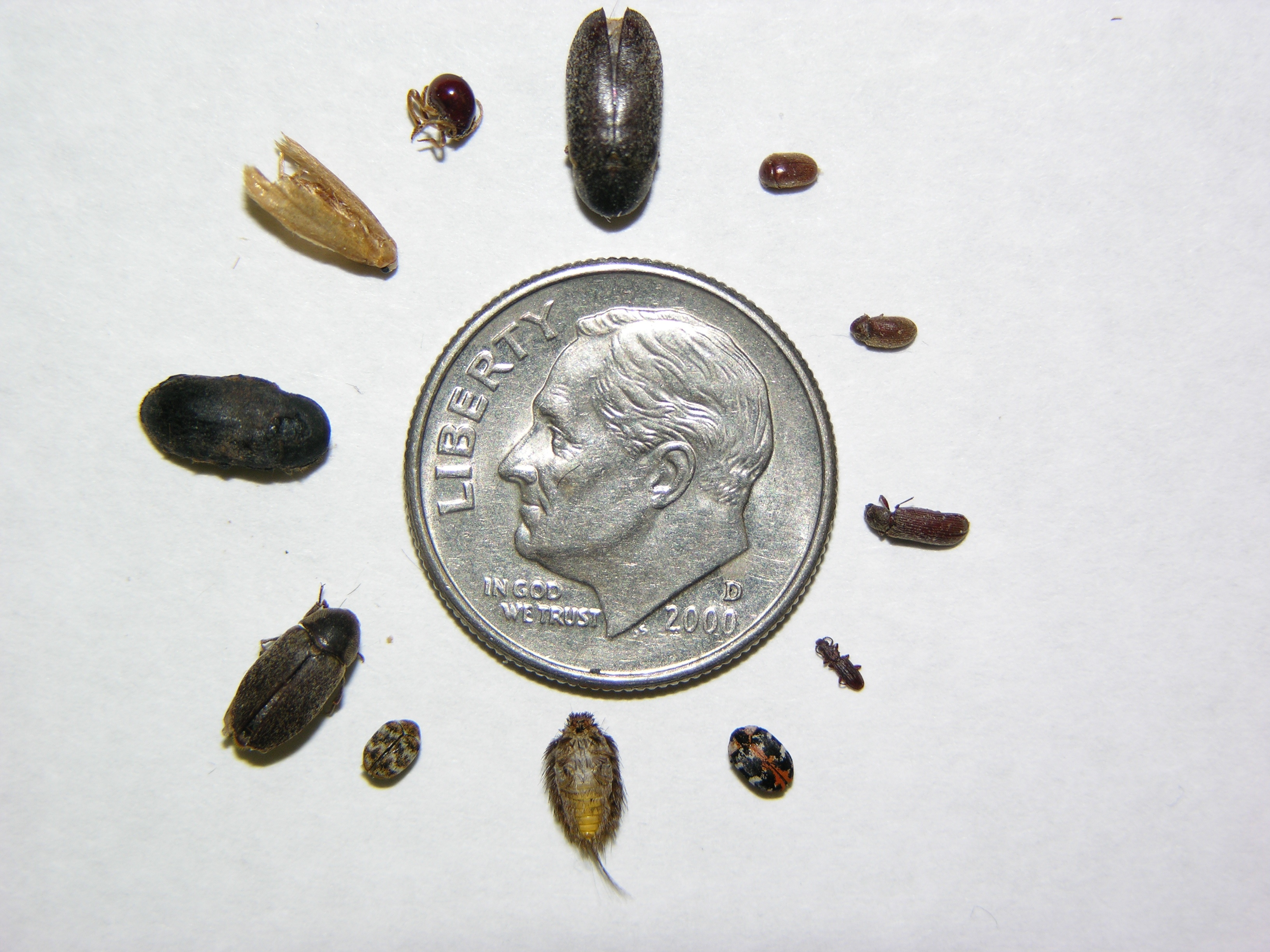 What do carpet beetles look like?