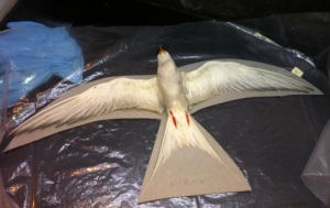 A pallet supports the arctic tern, and a 3-D custom bag is made for it.